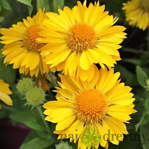 Kokarda MESA YELLOW , výška 20/40 cm, v črepníku 2l Gaillardia grandiflora x MESA YELLOW