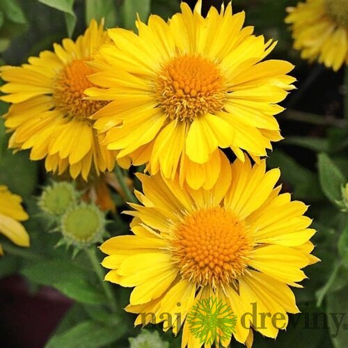 Kokarda MESA YELLOW , výška 20/40 cm, v črepníku 2l Gaillardia grandiflora x MESA YELLOW