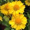 Kokarda MESA YELLOW , výška 20/40 cm, v črepníku 2l Gaillardia grandiflora x MESA YELLOW