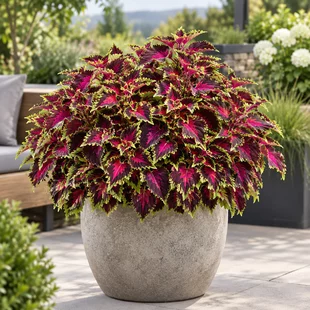 Koleus China Rose výška 20/50cm, v črepníku Coleus China Rose