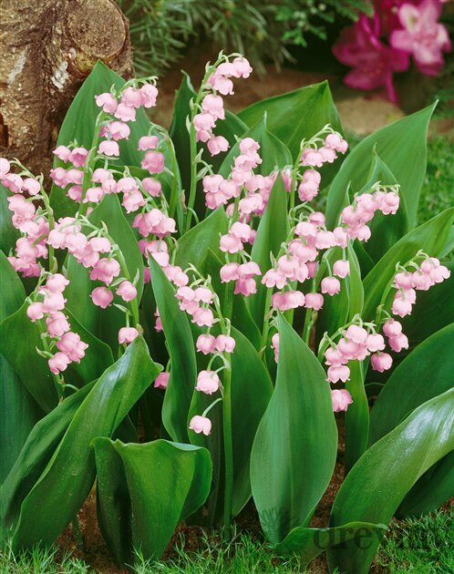 Konvalinka ružová, v črepníku P9 Rosea Convallaria