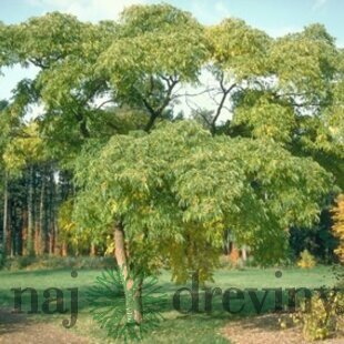 Korkovník Amurský 50/70 cm, v črepníku Phellodendron Amurense