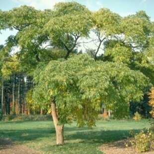 Korkovník Amurský 50/70 cm, v črepníku Phellodendron Amurense