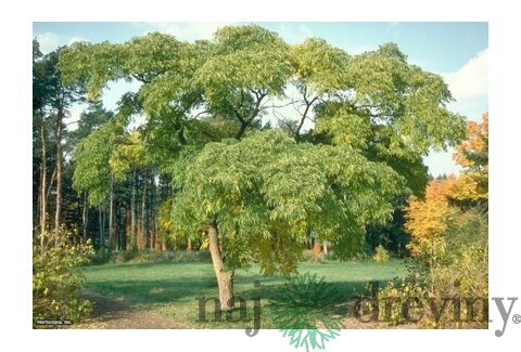 Korkovník Amurský 50/70 cm, v črepníku Phellodendron Amurense