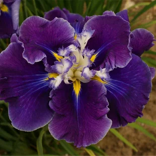 Kosatec japonský Frosted Intrique, výška 30/50 cm, v črepníku 3l Iris ensata Frosted Intrique