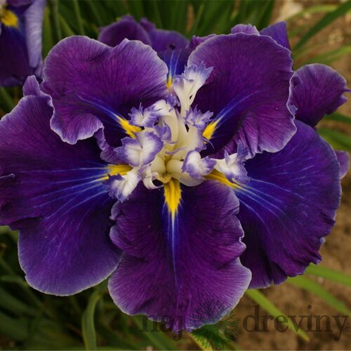 Kosatec japonský Frosted Intrique, výška 30/50 cm, v črepníku 3l Iris ensata Frosted Intrique