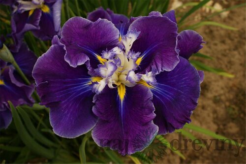 Kosatec japonský Frosted Intrique, výška 30/50 cm, v črepníku 3l Iris ensata Frosted Intrique