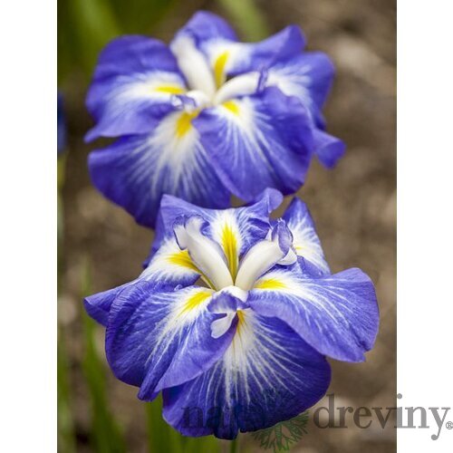 Kosatec japonský Gusto, výška 30/50 cm, v črepníku 3l Iris ensata Gusto