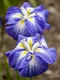 Kosatec japonský Gusto, výška 30/50 cm, v črepníku 3l Iris ensata Gusto