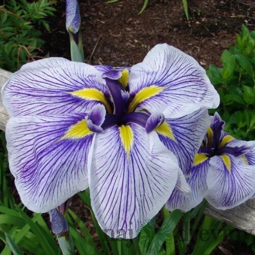 Kosatec japonský Royal Peagant, výška 30/50 cm, v črepníku 3l Iris ensata Royal Peagant