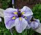 Kosatec japonský Royal Peagant, výška 30/50 cm, v črepníku 3l Iris ensata Royal Peagant