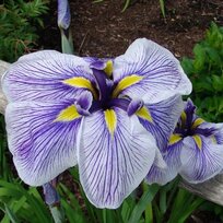 Kosatec japonský Royal Peagant, výška 30/50 cm, v črepníku 3l Iris ensata Royal Peagant