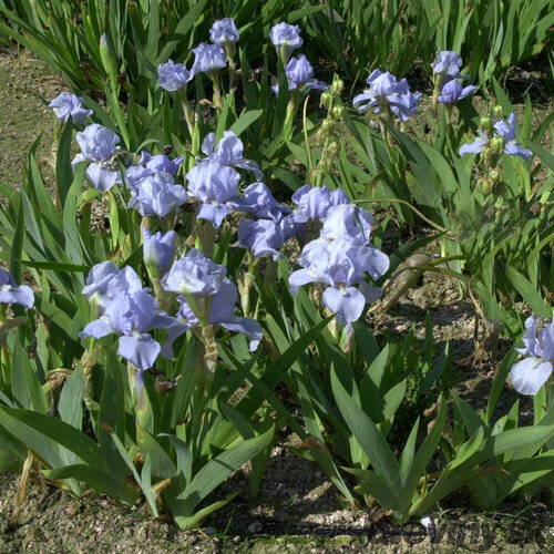 Kosatec nízky Azurea, v črepníku 1,5l Iris Barbata nana Azurea
