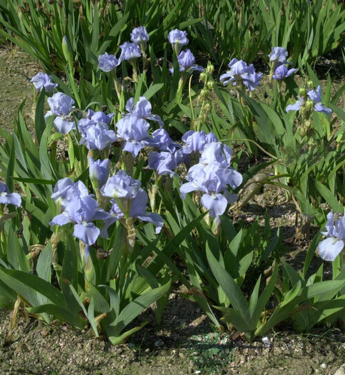Kosatec nízky Azurea, v črepníku 1,5l Iris Barbata nana Azurea