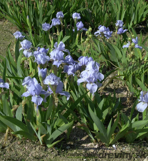 Kosatec nízky Azurea, v črepníku 1,5l Iris Barbata nana Azurea