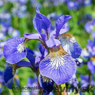 Kosatec sibírsky Blue King, výška 10/15 cm, v črepníku P9 Iris sibirica Blue King