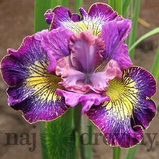 Kosatec sibírsky Bundle of Joy 30/40 cm v črepníku 3l Iris sibirica ‘Bundle of Joy‘