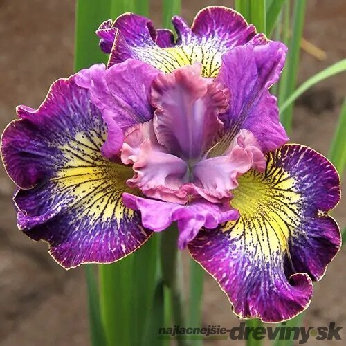 Kosatec sibírsky Bundle of Joy 30/40 cm v črepníku 3l Iris sibirica ‘Bundle of Joy‘