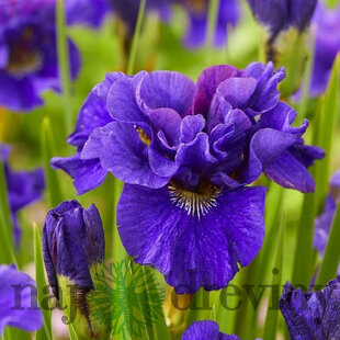 Kosatec sibírsky Concord Crush 30/40 cm v črepníku 3l Iris sibirica ‘Concord Crush‘