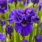 Kosatec sibírsky Concord Crush 30/40 cm v črepníku 3l Iris sibirica ‘Concord Crush‘