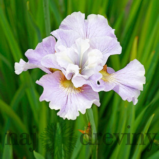 Kosatec sibírsky Dawn Waltz 30/40 cm v črepníku 3l Iris sibirica ‘Dawn Waltz‘