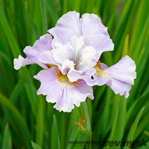 Kosatec sibírsky Dawn Waltz 30/40 cm v črepníku 3l Iris sibirica ‘Dawn Waltz‘