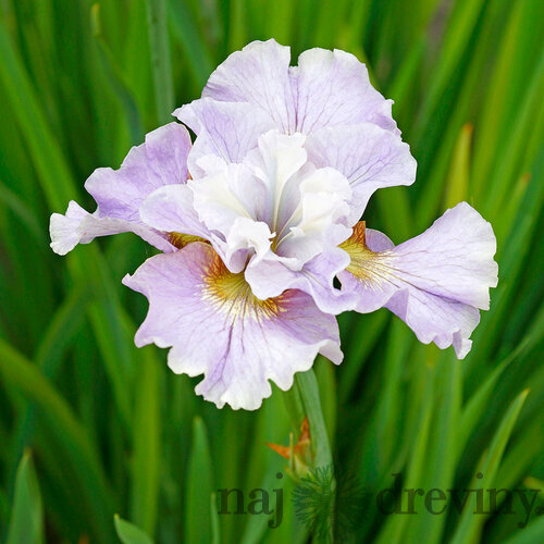 Kosatec sibírsky Dawn Waltz 30/40 cm v črepníku 3l Iris sibirica ‘Dawn Waltz‘