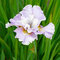Kosatec sibírsky Dawn Waltz 30/40 cm v črepníku 3l Iris sibirica ‘Dawn Waltz‘