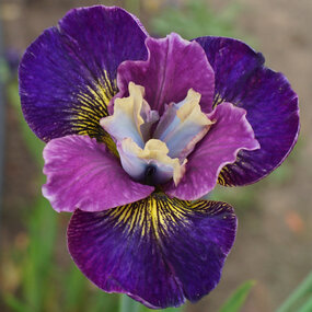 Kosatec sibírsky ‘Harlequinesque, výška 30/50 cm, v črepníku 3l Iris sibirica ‘Harlequinesque PBR