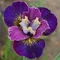 Kosatec sibírsky ‘Harlequinesque, výška 30/50 cm, v črepníku 3l Iris sibirica ‘Harlequinesque PBR