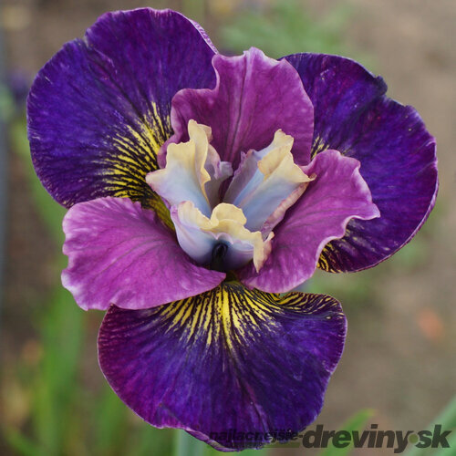 Kosatec sibírsky ‘Harlequinesque, výška 40/50 cm, v črepníku 3l Iris sibirica ‘Harlequinesque PBR
