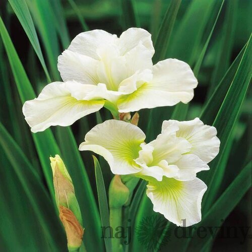 Kosatec sibírsky ‘Harpswell Happiness‘ 30/40 cm v črepníku 3l Iris sibirica ‘Harpswell Happiness‘