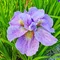 Kosatec sibírsky Imperial Opal 30/40 cm v črepníku 3l Iris sibirica ‘Imperial Opal‘