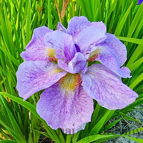 Kosatec sibírsky Imperial Opal 30/40 cm v črepníku 3l Iris sibirica ‘Imperial Opal‘