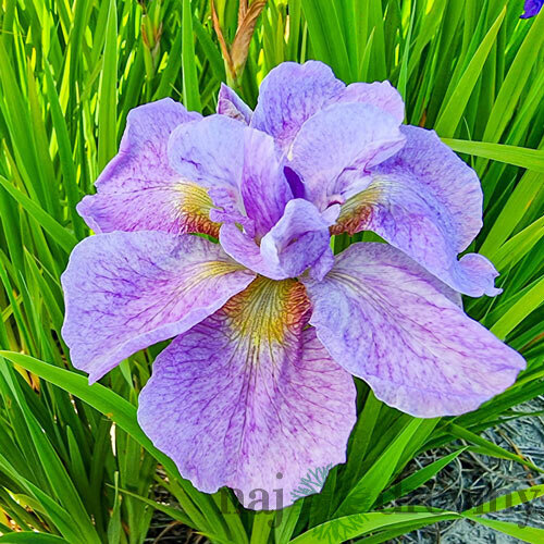 Kosatec sibírsky Imperial Opal 30/40 cm v črepníku 3l Iris sibirica ‘Imperial Opal‘