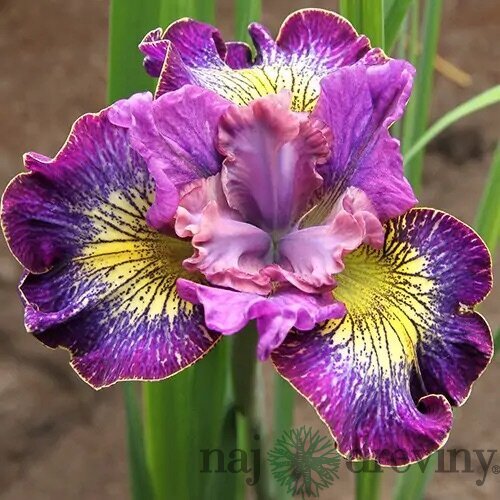 Kosatec sibírsky Kabluey 3040 cm v črepníku 3 Iris sibirica ‘Kabluey‘