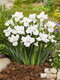 Kosatec sibírsky Not Quite White, výška 30/40 cm, v črepníku 3l Iris sibirica ‘Not Quite White