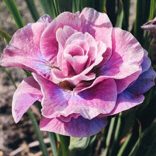 Kosatec sibírsky Pink Parfait 30/40 cm v črepníku 3l Iris sibirica ‘Pink Parfait‘