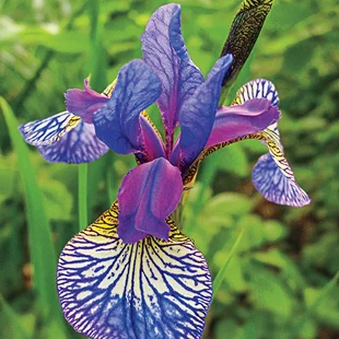 Kosatec sibírsky ‘Shaker‘s Prayer 30/40 cm v črepníku 3l Iris sibirica ‘Shaker‘s Prayer