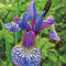 Kosatec sibírsky ‘Shaker‘s Prayer 30/40 cm v črepníku 3l Iris sibirica ‘Shaker‘s Prayer