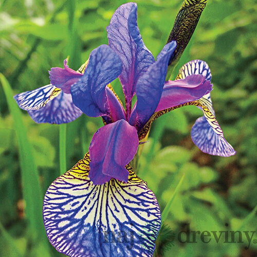 Kosatec sibírsky ‘Shaker‘s Prayer 30/40 cm v črepníku 3l Iris sibirica ‘Shaker‘s Prayer