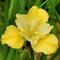 Kosatec sibírsky ‘Summer Revels‘ 30/40 cm v črepníku 3l Iris sibirica ‘Summer Revels‘