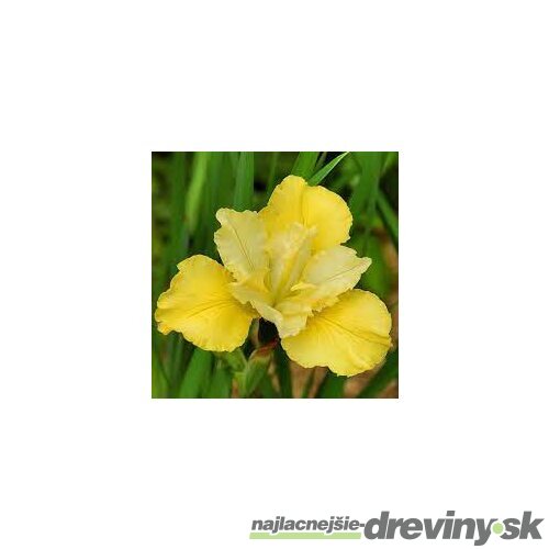 Kosatec sibírsky ‘Summer Revels‘ 30/40 cm v črepníku 3l Iris sibirica ‘Summer Revels‘