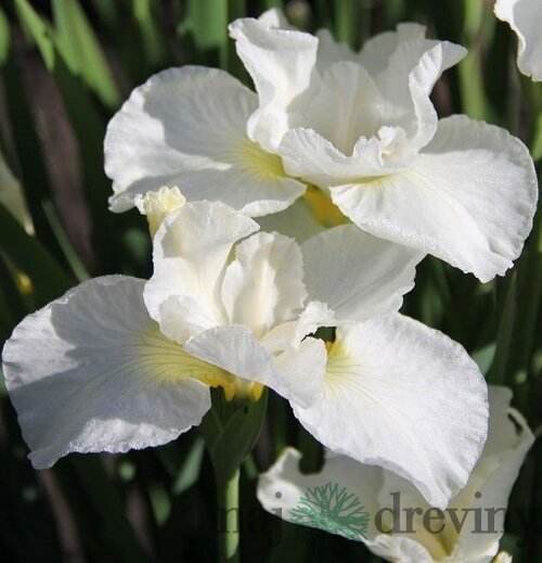 Kosatec sibírsky ‘Swan in Flight‘ 30/40 cm v črepníku 3l Iris sibirica ‘Swan in Flight‘