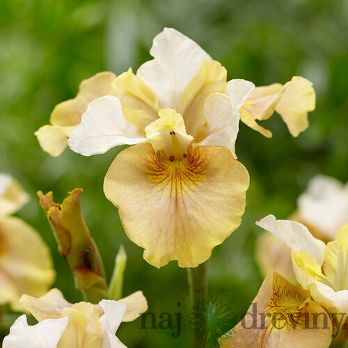 Kosatec sibírsky ‘White Amber‘ PBR, v črepníku Iris sibirica ‘White Amber‘ PBR