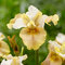 Kosatec sibírsky ‘White Amber‘ PBR, v črepníku Iris sibirica ‘White Amber‘ PBR
