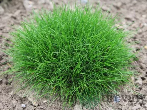 Kostrava atlasská, v črepníku Festuca gautieri
