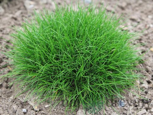 Kostrava atlasská, v črepníku Festuca gautieri