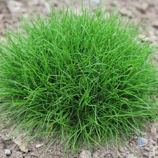 Kostrava atlasská, v črepníku Festuca gautieri