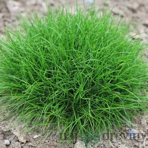 Kostrava atlasská, v črepníku Festuca gautieri